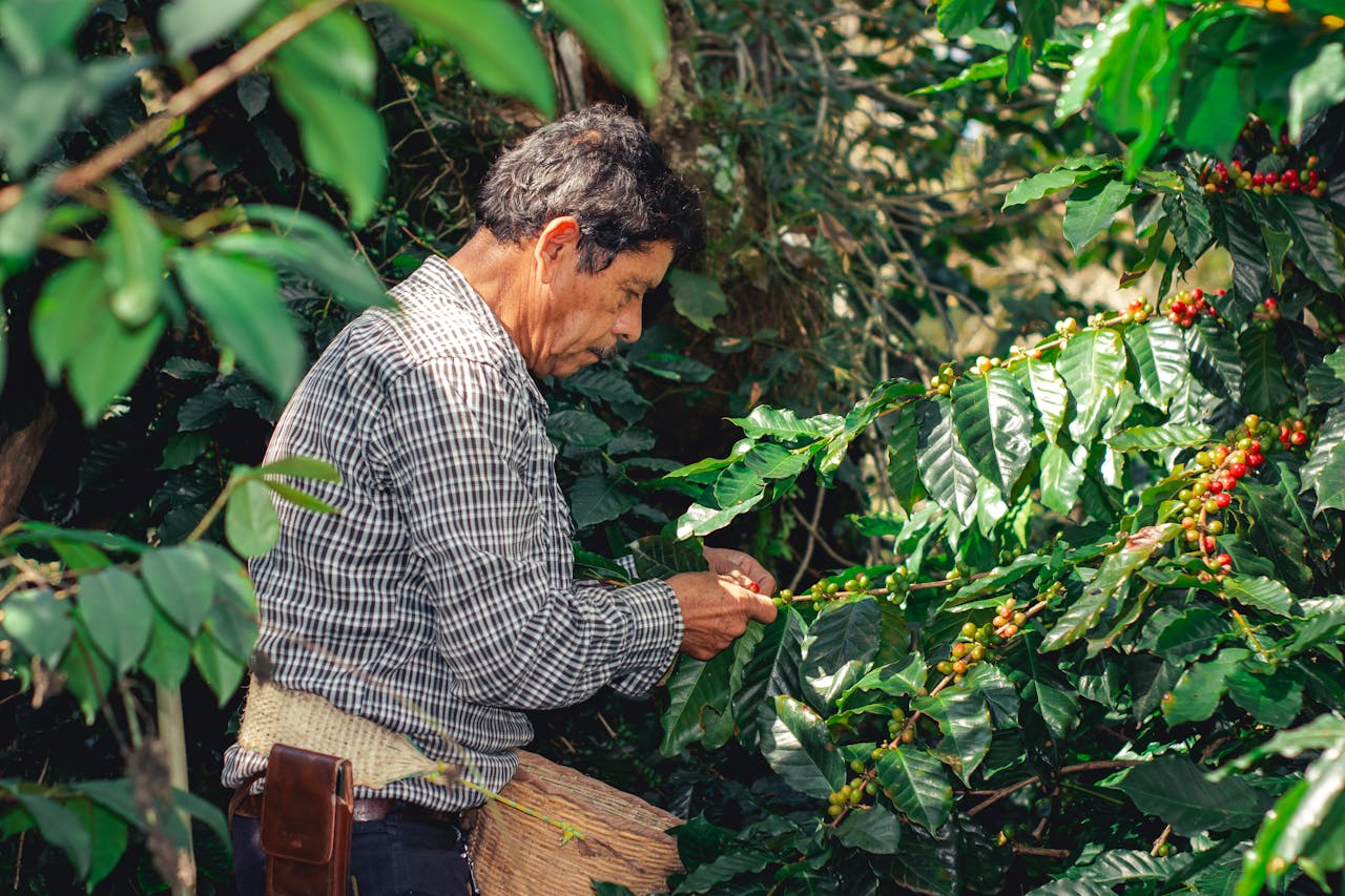 A farmer harvesting ripe coffee cherries in Xicotepec, Puebla, Mexico.