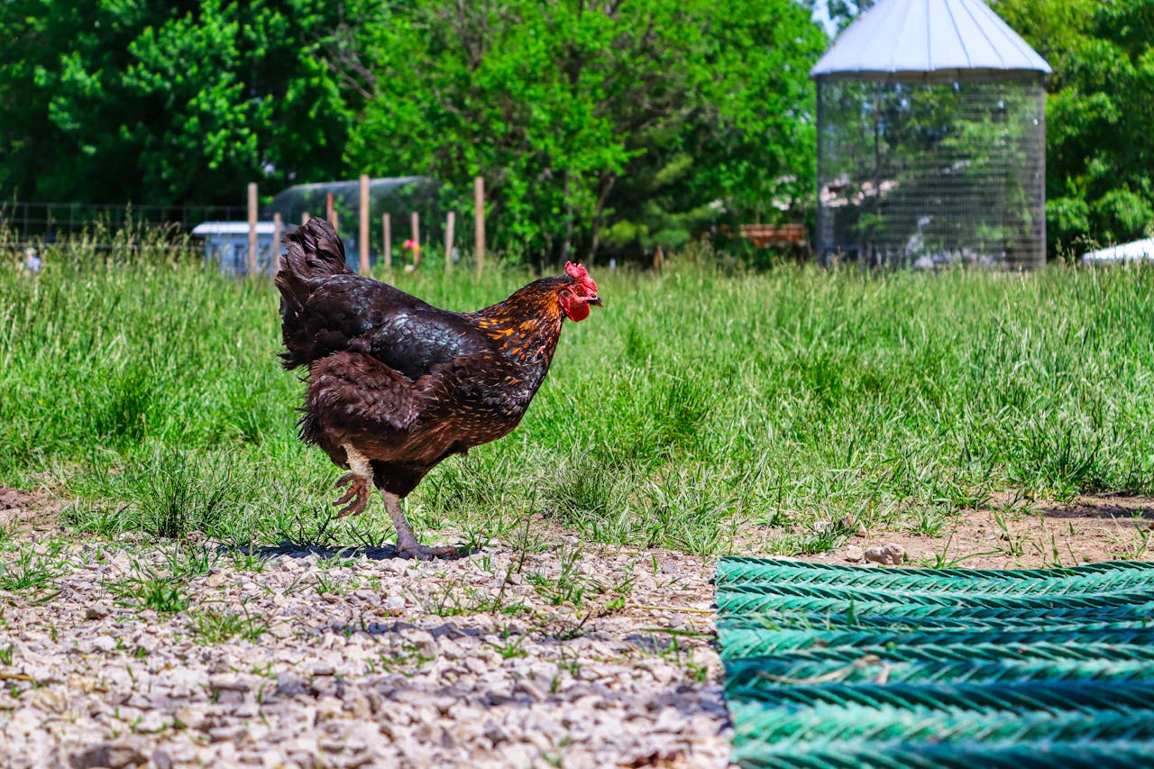 Free stock photo of animal, chicken, day