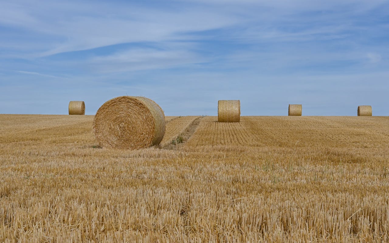 golden-hay-bales-in-dutch-summer-fields-32866223