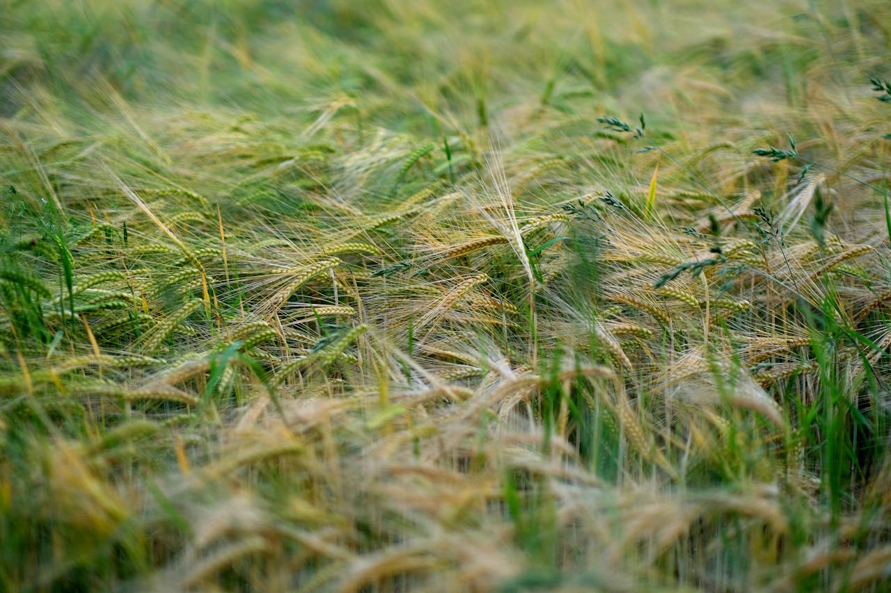 Close-up of wheat in a lush field capturing the essence of summer agriculture.